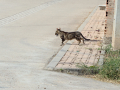 Gato