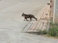Gato