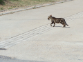 Gato