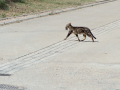 Gato