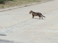 Gato