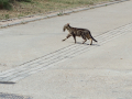 Gato