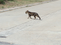 Gato