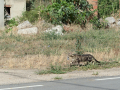 Gato