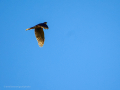 Gavilán común - Accipiter nisus - Esparver comú