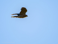 Gavilán común - Accipiter nisus - Esparver comú