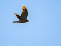 Gavilán común - Accipiter nisus - Esparver comú