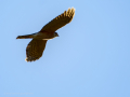 Gavilán común - Accipiter nisus - Esparver comú