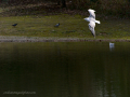 Gaviota Patiamarilla