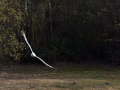 Gaviota Patiamarilla