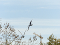 Gaviota Patiamarilla