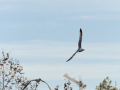 Gaviota Patiamarilla
