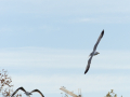 Gaviota Patiamarilla