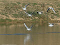 Gaviota Patiamarilla