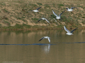 Gaviota Patiamarilla