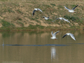 Gaviota Patiamarilla