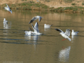 Gaviota Patiamarilla