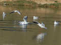 Gaviota Patiamarilla