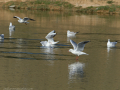 Gaviota Patiamarilla