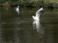 Gaviota Patiamarilla