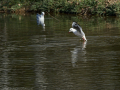 Gaviota Patiamarilla