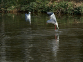 Gaviota Patiamarilla