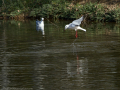 Gaviota Patiamarilla