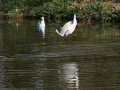 Gaviota Patiamarilla