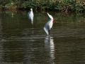 Gaviota Patiamarilla