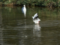 Gaviota Patiamarilla