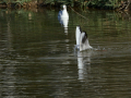 Gaviota Patiamarilla