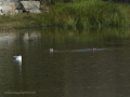 Gaviota Patiamarilla