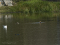 Gaviota Patiamarilla