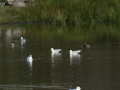 Gaviota Patiamarilla