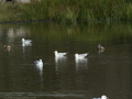 Gaviota Patiamarilla