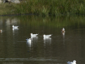 Gaviota Patiamarilla