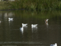 Gaviota Patiamarilla