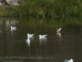 Gaviota Patiamarilla