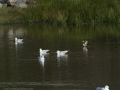 Gaviota Patiamarilla