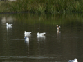 Gaviota Patiamarilla