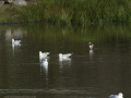 Gaviota Patiamarilla