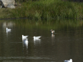 Gaviota Patiamarilla