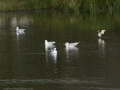 Gaviota Patiamarilla