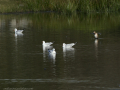 Gaviota Patiamarilla