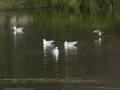 Gaviota Patiamarilla