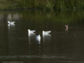 Gaviota Patiamarilla