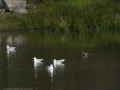 Gaviota Patiamarilla