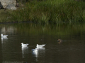 Gaviota Patiamarilla