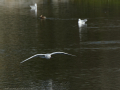 Gaviota Patiamarilla