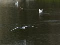 Gaviota Patiamarilla